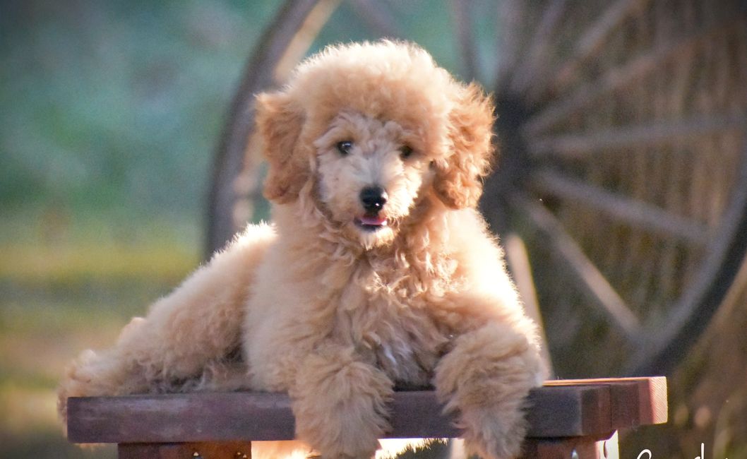 Mini Poodle Puppies Southern IL Puppies For Sale Near Me Southern